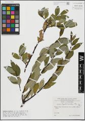 Foto von Salix hegetschweileri Heer
